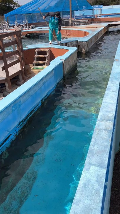"Dolphin moments"
