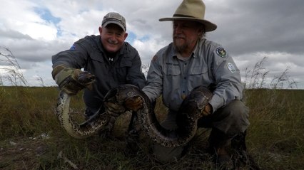EE UU | Veteranos militares capturan serpientes invasoras en Florida | EL PAÍS
