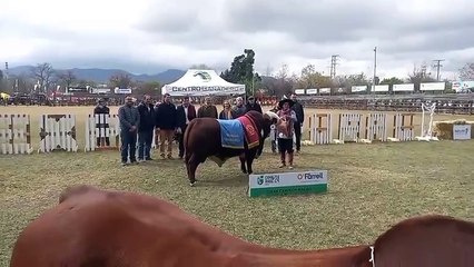 ¡No te pierdas la Expo de la Sociedad Rural Salteña 2024! 🌾
