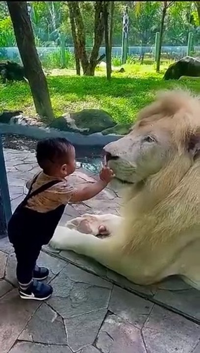 Lion vs kid