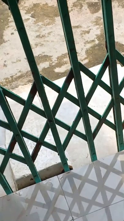 Snake Mating Ritual- An Up-Close Look