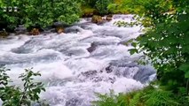 8k relaxation film with beautiful water stream, natural water sound, bird's chirping and relaxation music