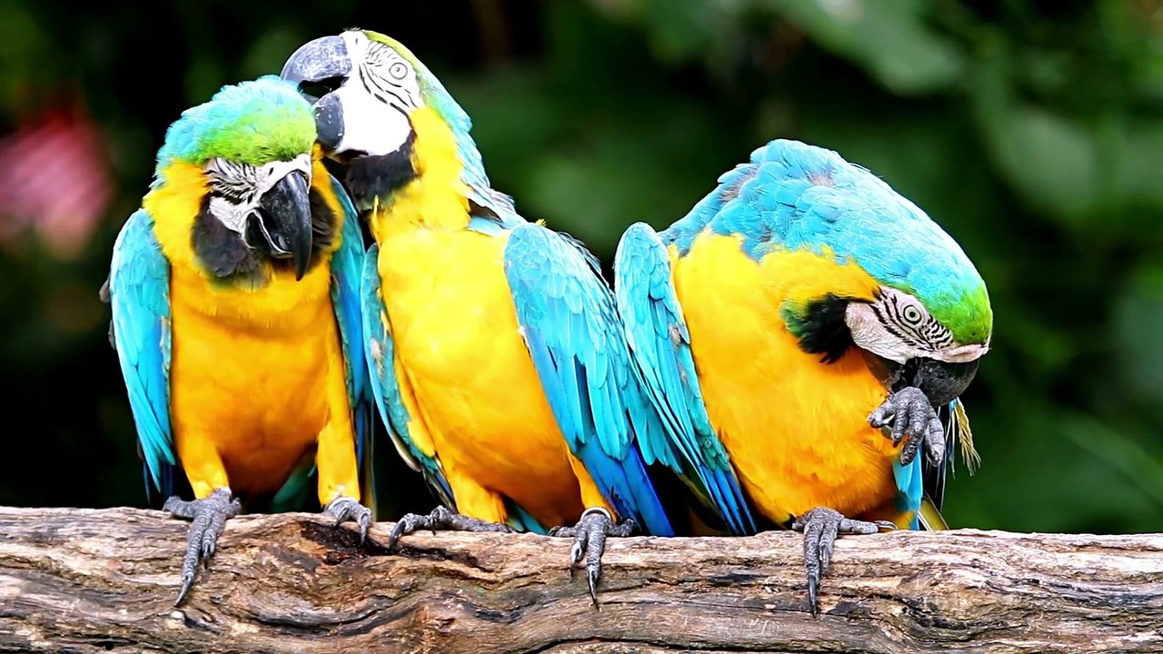 25 Beautiful Exotic Birds You Can Own as Pets
