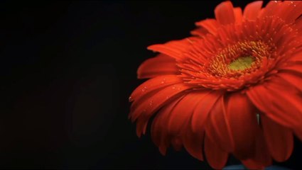 Flowers collection 4k Ultra