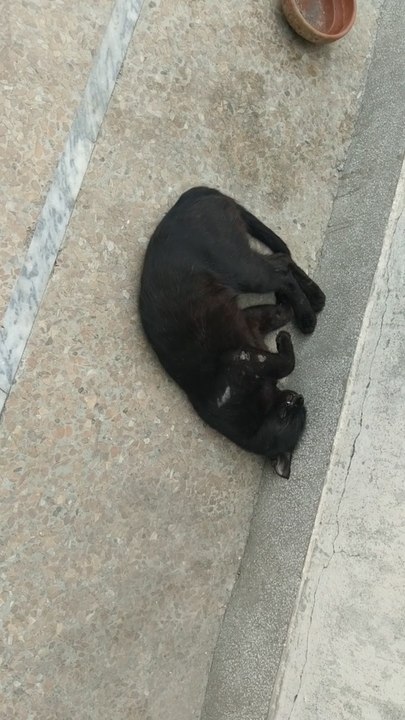 Black Cat Sleeping