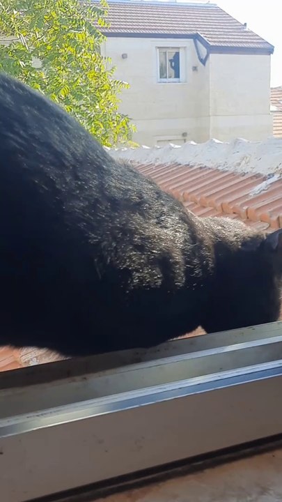 Funny Cat Video 2024
