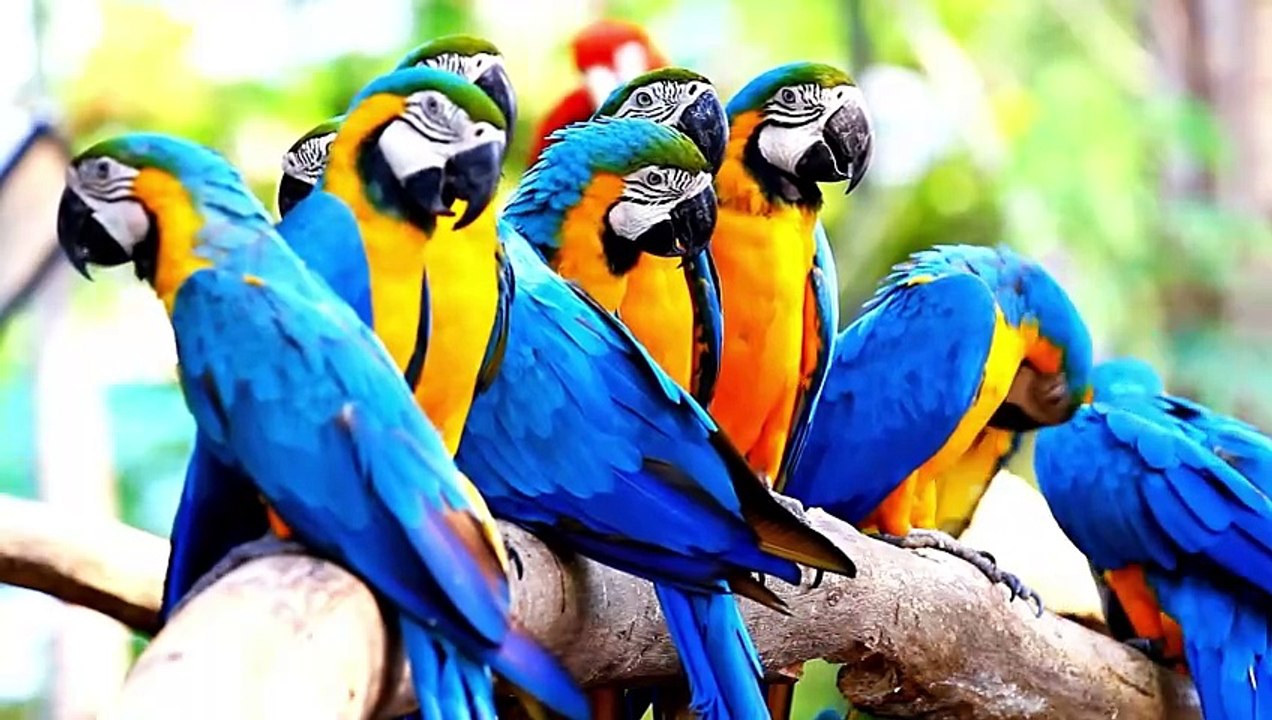 Blue and gold macaw Parrot