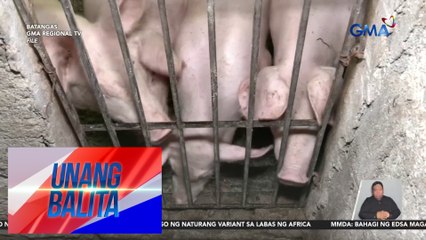 Mga panuntunan sa pagpapabakuna kontra-ASF, ipinresenta sa mga nag-aalaga ng baboy | Unang Balita