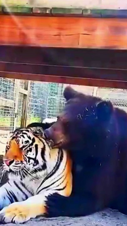 Brother Bear Meets Tiger Cub Unlikely Friendship Begins!