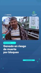 Ganado en riesgo de muerte por bloqueo