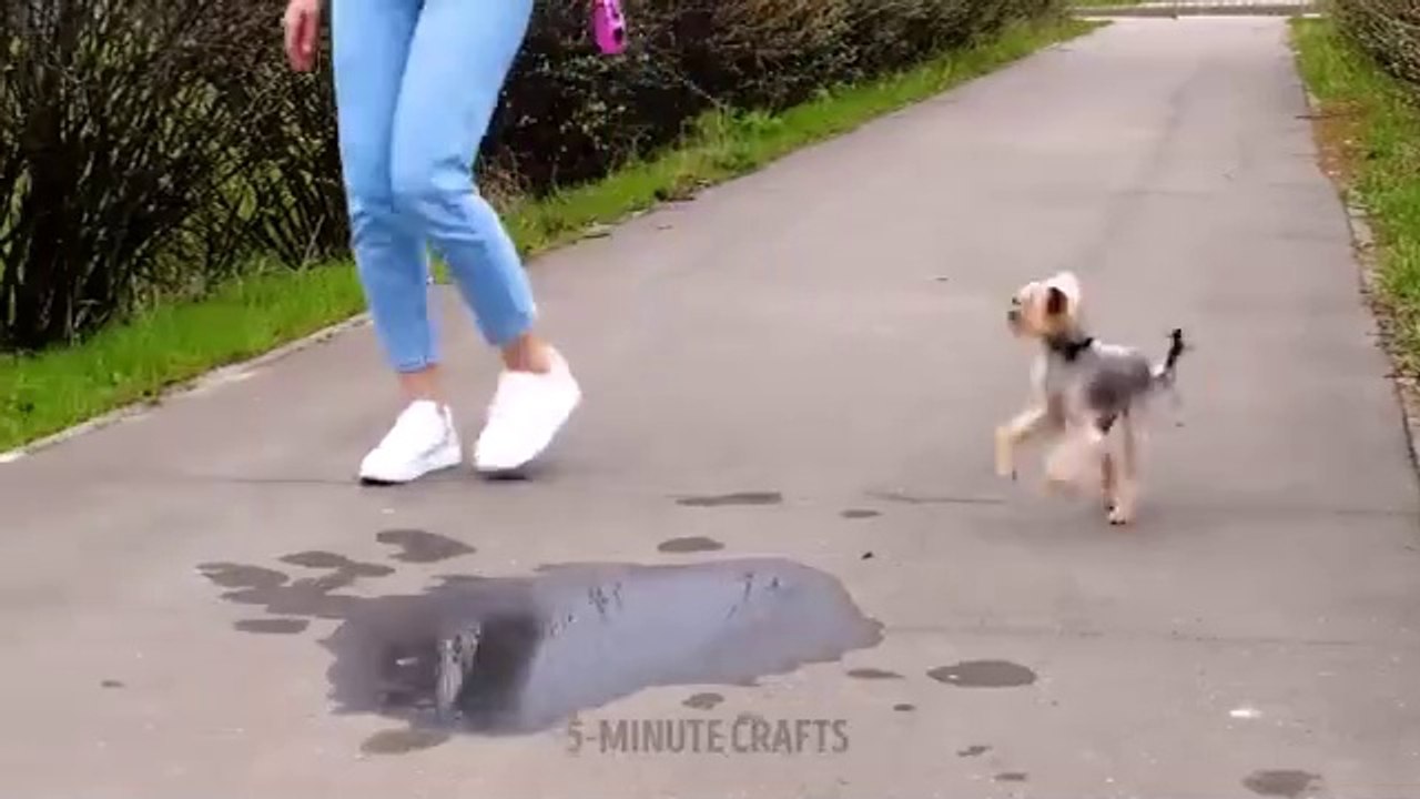 AWESOME HACKS FOR PET OWNERS