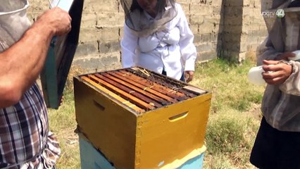Crítica destrucción de abejas denuncian apicultores