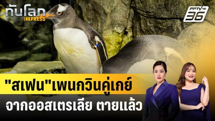 "สเฟน" หนึ่งในเพนกวินคู่เกย์จากออสเตรเลีย ตายแล้ว |ทันโลก EXPRESS | 23 ส.ค. 67
