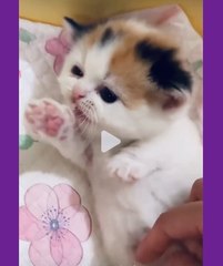 Cute Kitten playing with its Legs