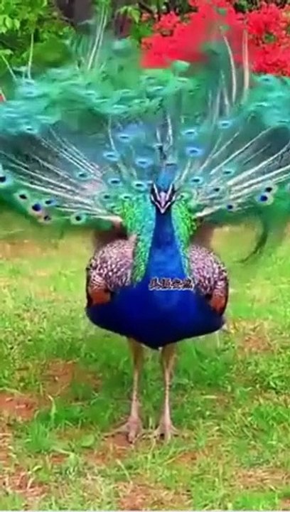 pefawl with beautiful  furs