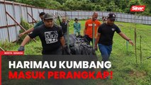 Harimau kumbang baham anjing masuk perangkap