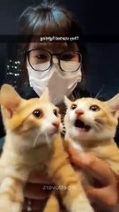 The last one #cat #funnycats #pets #funnypets #shorts