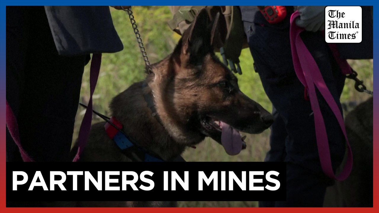 Meet Ukraine’s canine recruits sniffing for landmines