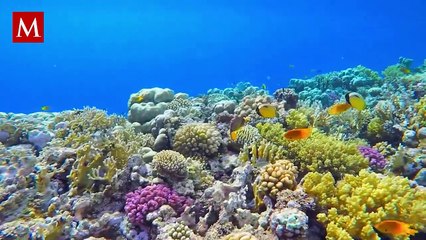 ¿Estamos al borde de un colapso climático irreversible?