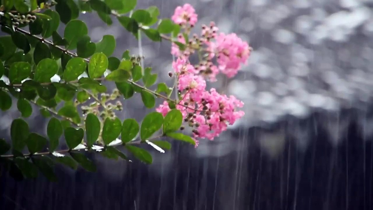 Rain Lo-Fi Music for Relaxation, Sleep, Study, and Meditation | Calm Your Mind and Boost Focus