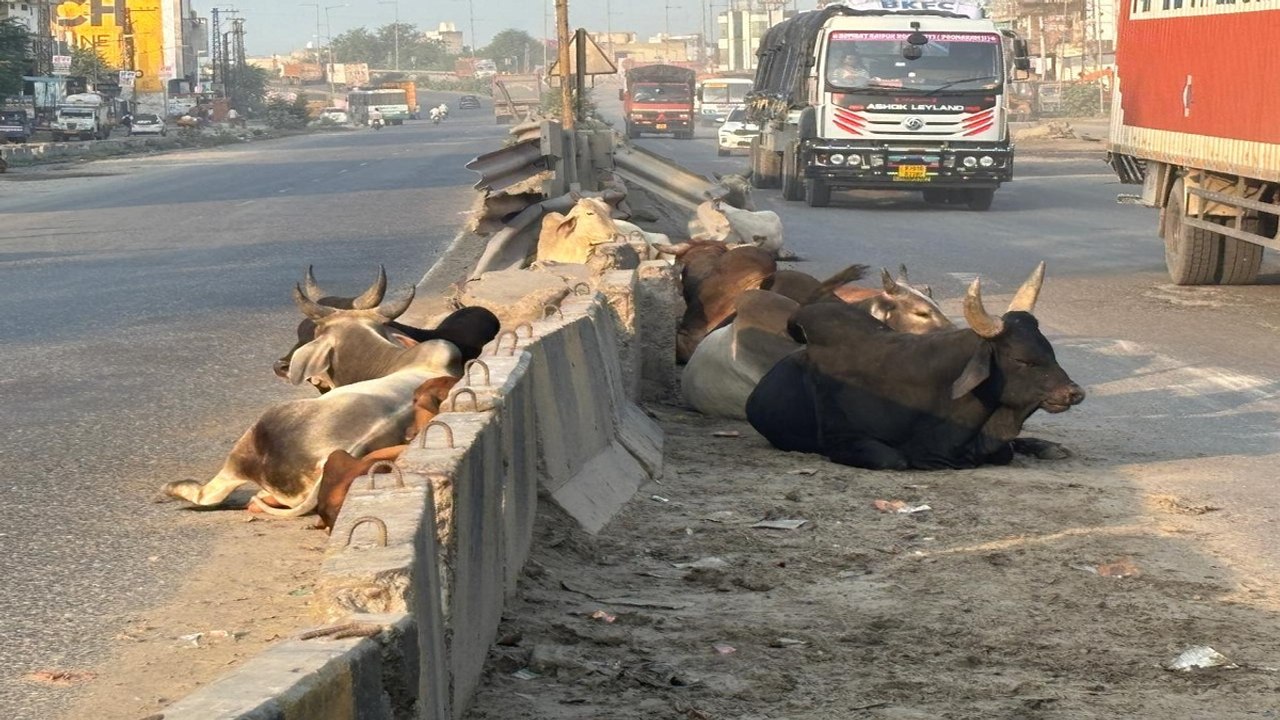 नेशनल हाईवे पर आवारा पशुओं का जमावड़ा, बनी रहती है दुर्घटना की आशंका