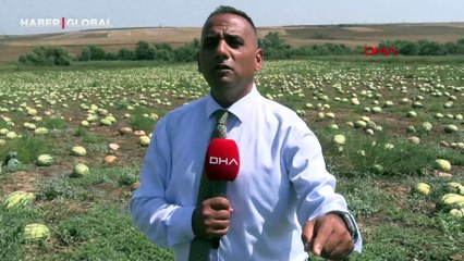 Karpuz tarlasında içleri acıtan görüntü: Toplama maliyetli, nakliye pahalı