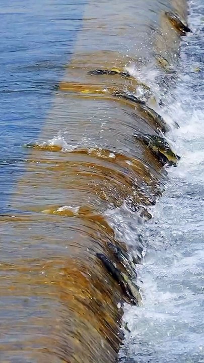 Big River,,, River is the big source of water .there is much fishes in it,Peoples cuch fishes freely