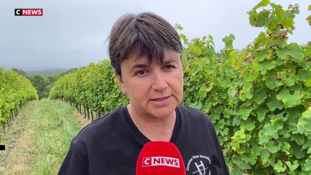Récolte inexistante : la détresse des vignerons