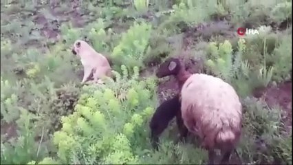 Çoban Köpeği olan 'Kral' bu kez sürünün eşeğine sahip çıktı