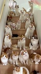 Hundreds cats cat's song so funny