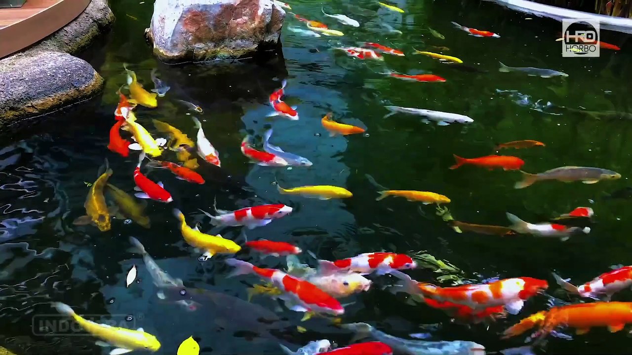 RAHASIA KOLAM KOI SEHAT & BERSIH DENGAN HORBO COMBI ROTARY DRUM FILTER HYCM-03