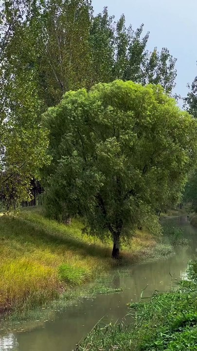 I am the dull tree and you are the free wind