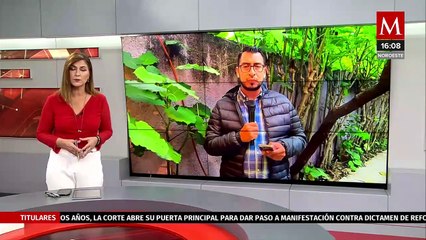 Incendian 2 camiones por desaparición de 7 policías en Tangamandapio. Magda González, 22 de agosto 2024