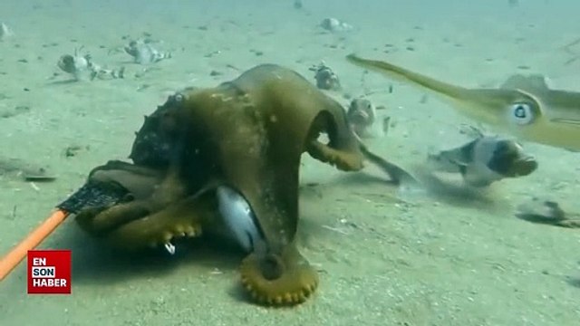 Ahtapot yakaladığı balığı yutmaya çalıştı