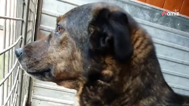 Cette chienne est tellement loyale qu'elle a décidé de faire confiance à son maître pendant la pire des trahisons