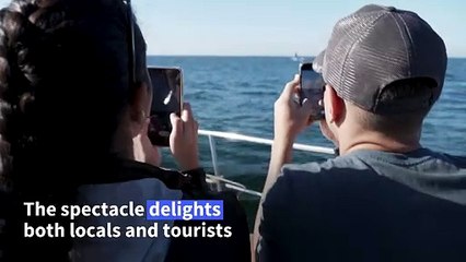 Humpback whales, Brazil's new approach to ecotourism