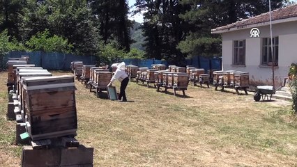 Kestane balında verim arttı