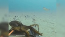 La pelea entre un pulpo maorí y un tiburón ballena que tiene un final inesperado