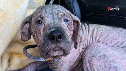 Le chien avec une grave infection reçoit un cadeau inattendu : ils ont du mal à le reconnaître 1 an après