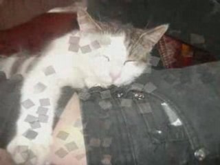Séance calin chat