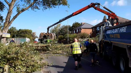 Storm Lilian: Footage shows huge fallen tree in Castleford as dumper truck called in to remove from road