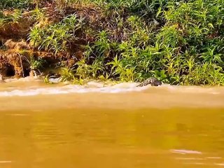 Download Video: Leopards are incredibly stealthy hunters, capable of taking down prey much larger than themselves.