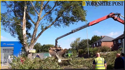 Storm Lilian: Fallen tree Castleford