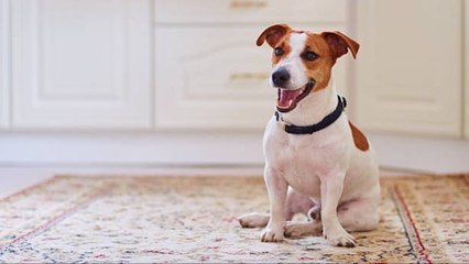 Cómo Preparar Tu Casa Para Recibir A Una Nueva Mascota