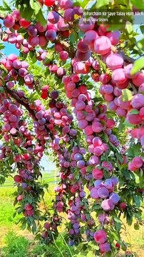 FRUIT GARDEN,,,Here is a much verities of difference fruits like, banana,apples,orange etc