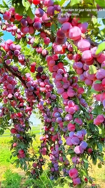 FRUIT GARDEN,,,Here is a much verities of difference fruits like, banana,apples,orange etc