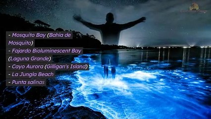 What Makes the La Parguera Bio Bay Tour a Must-Do Experience