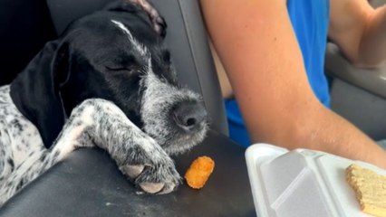 Sleepy dog’s nap is too deep to notice tater tots until a gentle wake-up call