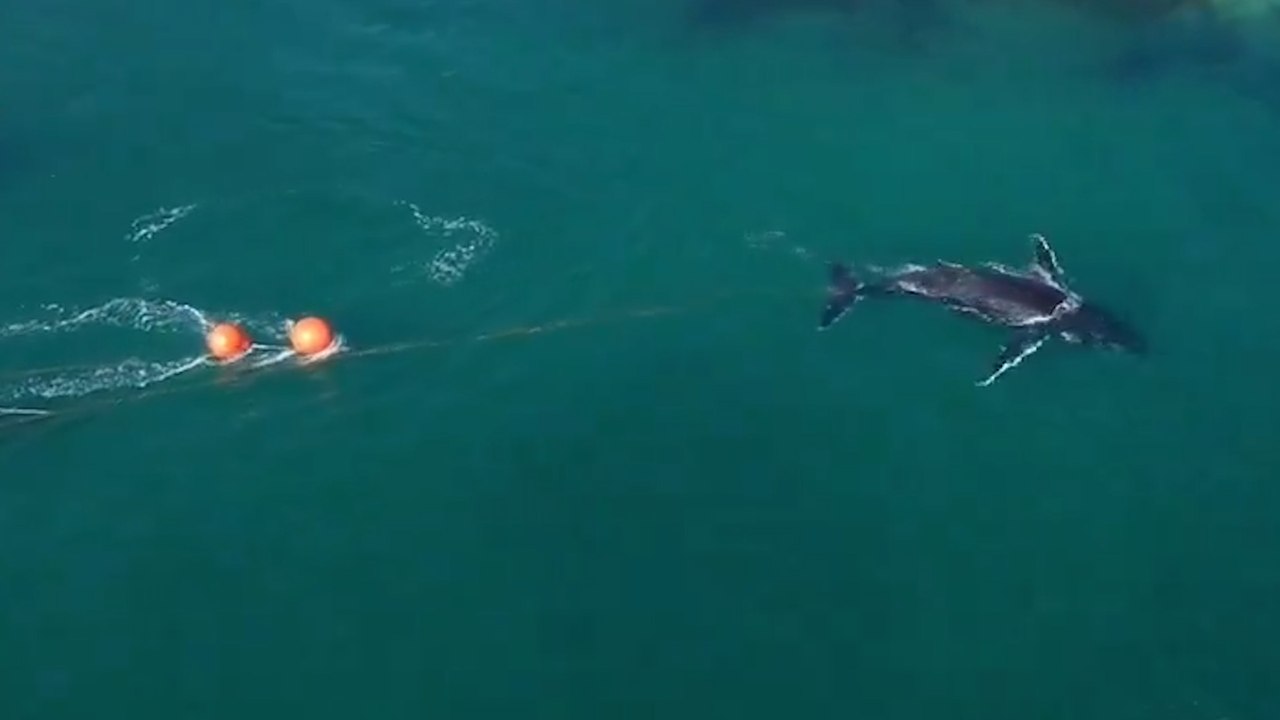 Australie : une baleine à bosse bloquée dans le port de Sydney à cause de filets de pêche