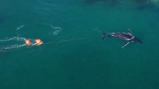 Australie : une baleine à bosse bloquée dans le port de Sydney à cause de filets de pêche